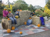 Halloween i Birkegaardens Haver. Foto: Birkegaardens haver.