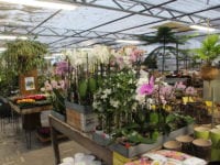 Smukke orkideer hos Bo Grønt Havecenter. Foto: Jette