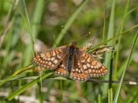 Foto: Danmarks Naturfredningsforening.