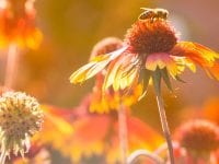 Honning, frisk pollen og honningdug-honning er nøgleingredienser, når naturens økosystem skal overføres til den menneskelige tarmkultur. Foto: PR.