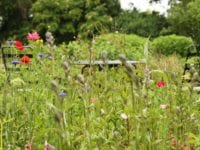 Golfbane-græs eller vild blomstereng – hvilken plænetype er du?