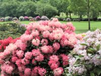800 blomstrende rododendroner